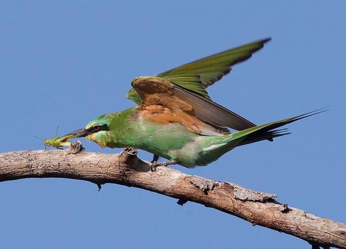 Blue cheeked Bee-eater