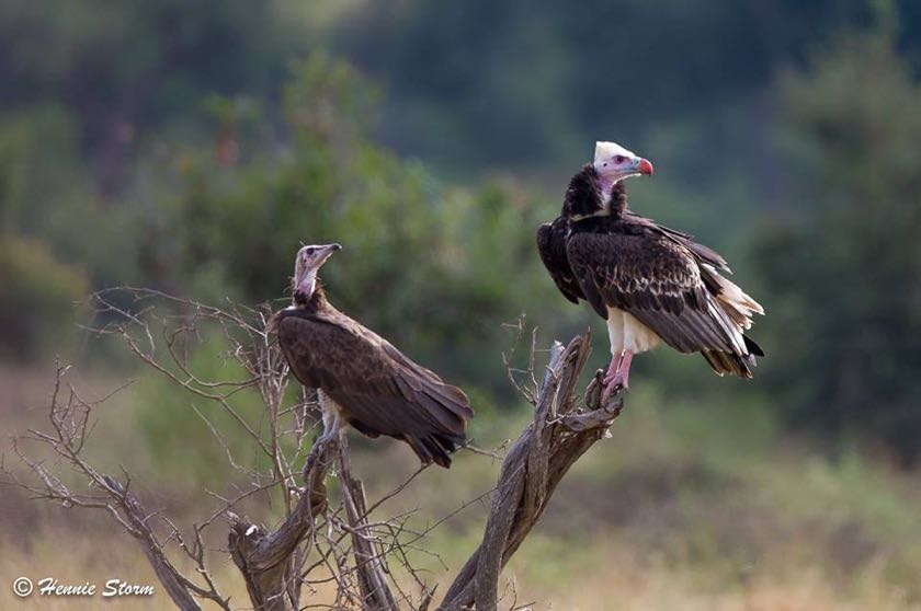 White-headed and Hooded Vultures