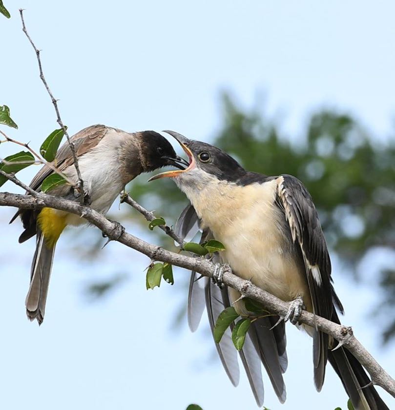 Bulbul feeding a Thick-billed Cuckoo