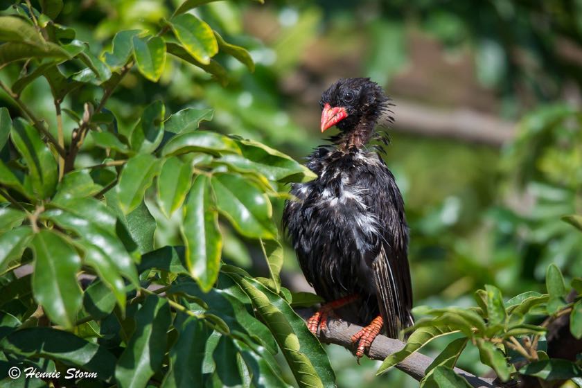 Red-billed Buffalo-Weaver after his bath