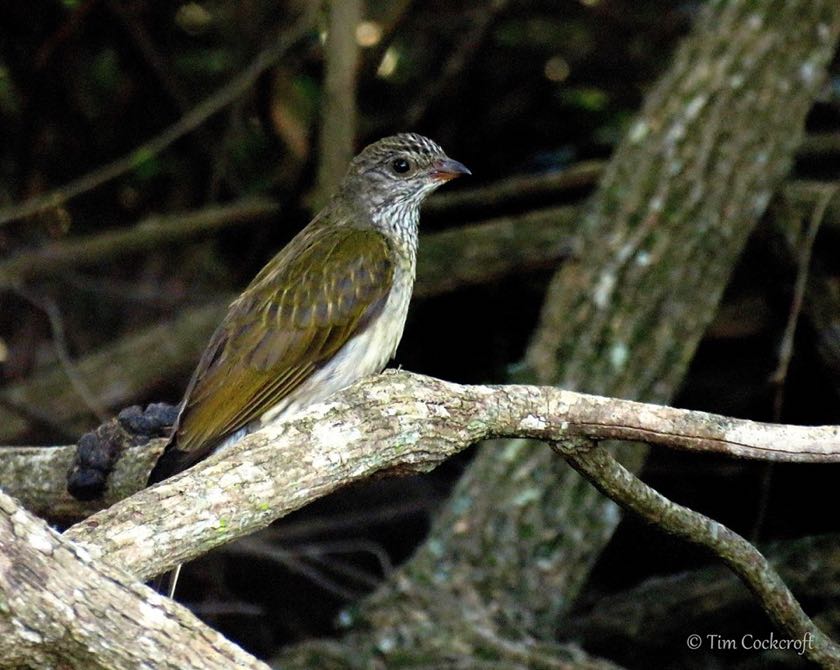 Scaly-throated Honeyguide