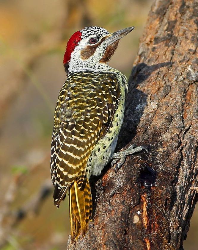 emale Bennett's Woodpecker