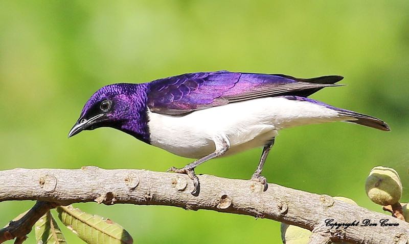Violet-backed Starling