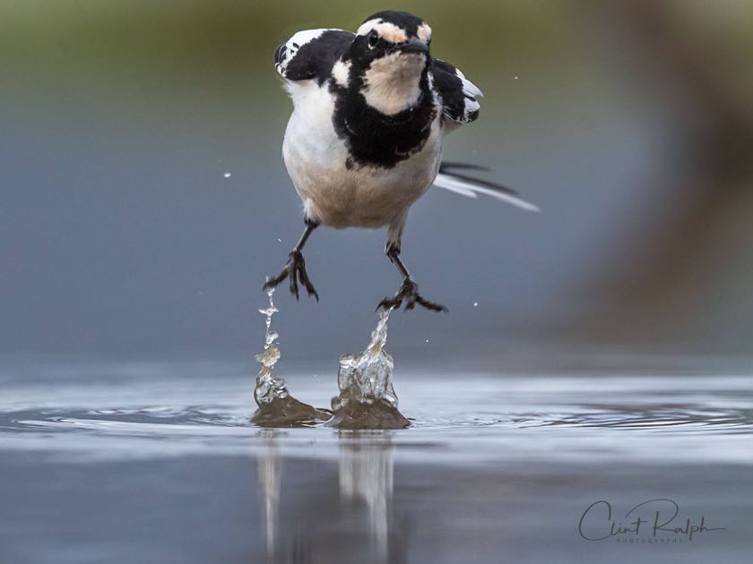 Pied Wagtail Water Jet Boots