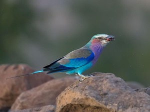Lilac Breasted Roller with breakfast
