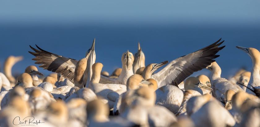 Cape Gannet colony<br>
© Clint Ralph