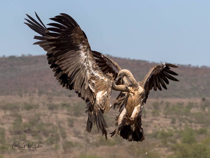 A pair of White-backed Vultures square off