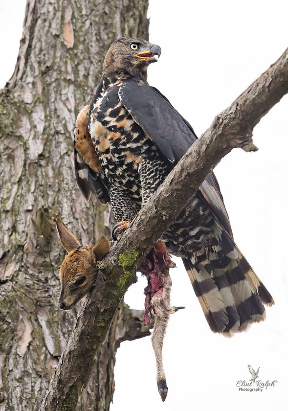 African Crowned Eagle with its kill