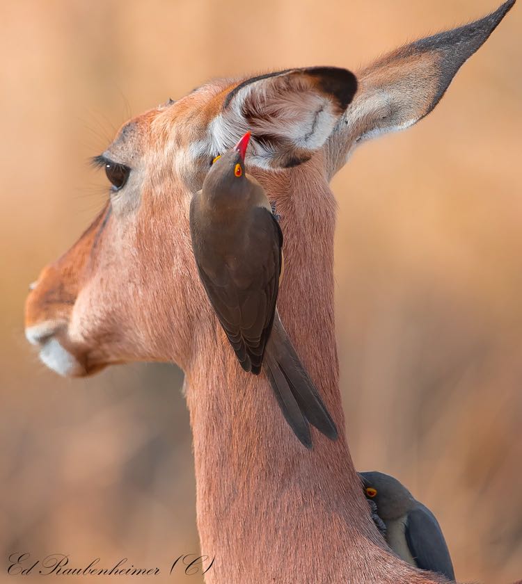 Red-billed Oxpecker on Impala