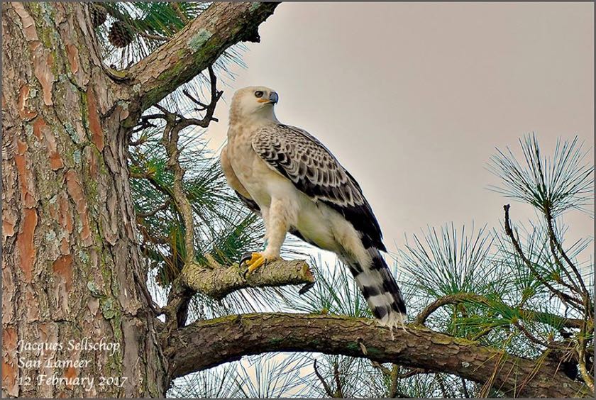5 months old female juvenile Crowned Eagle