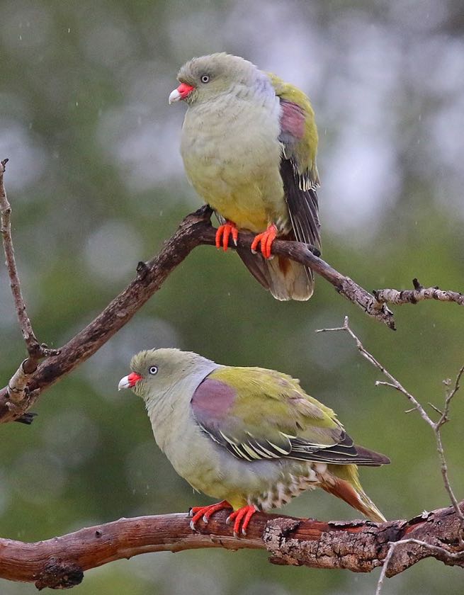 African Green Pigeons in the rain at Londolozi