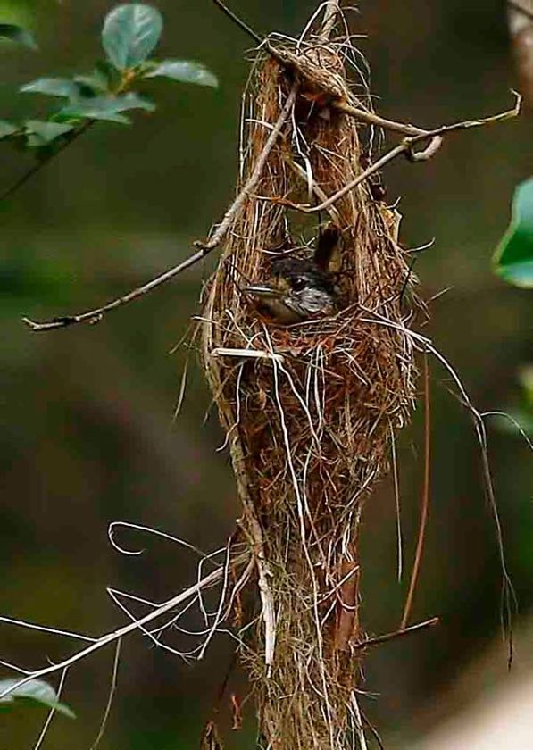 Mrs Broadbill in her nest