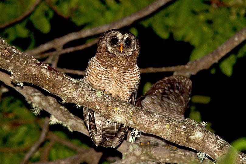 African Wood-Owls