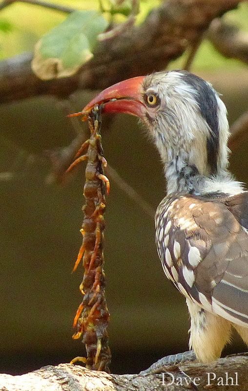 Southern Red-billed Hornbill with the remains of a large centipede