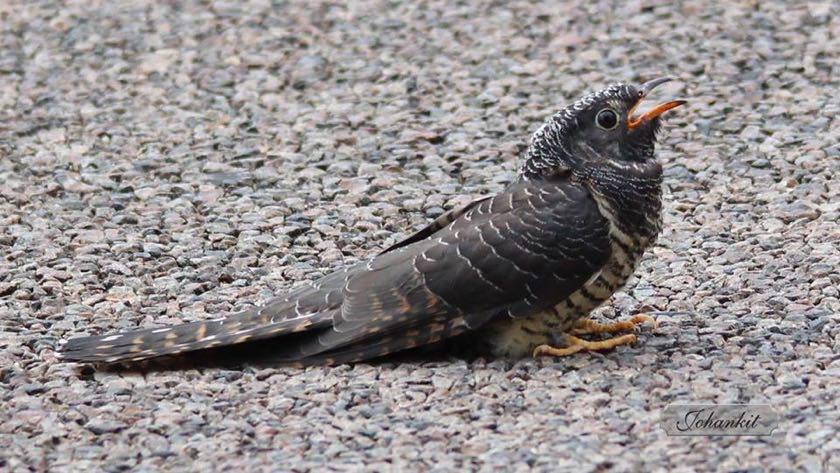 Red-chested Cuckoo juvenile
