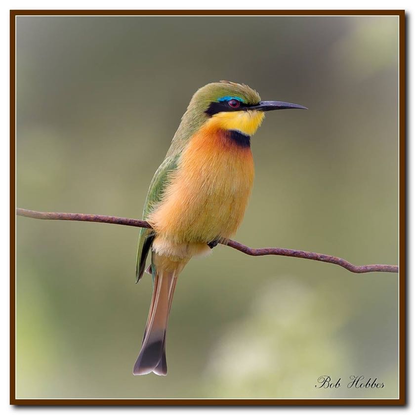 >Another Little Bee-Eater