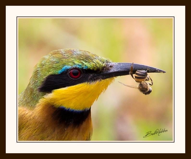 Lunch! Little Bee-Eater