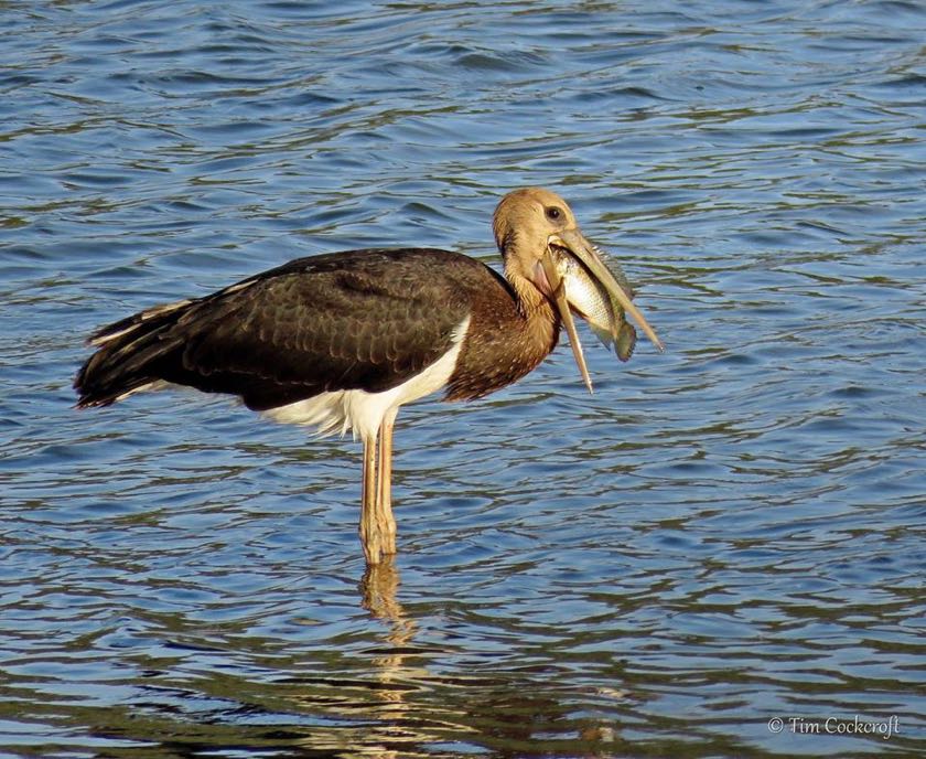 A young Black Stork caught a large fish