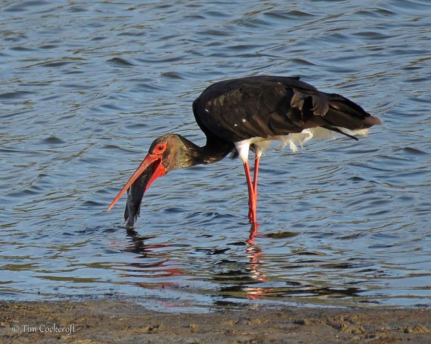 So an adult Black Stork is 'helping' him eat it