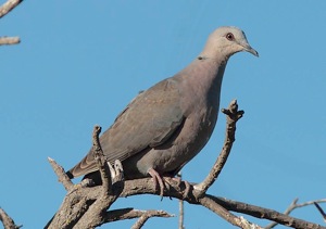 Red-eyed Dove juv