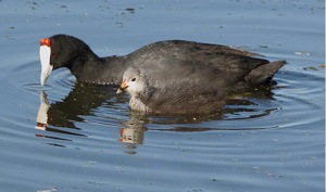Red-knobbed Coot 