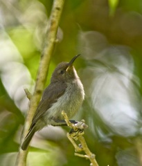 Double-collared Sunbird baby