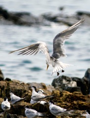 Swift Tern joining a group of Sandwich Terns