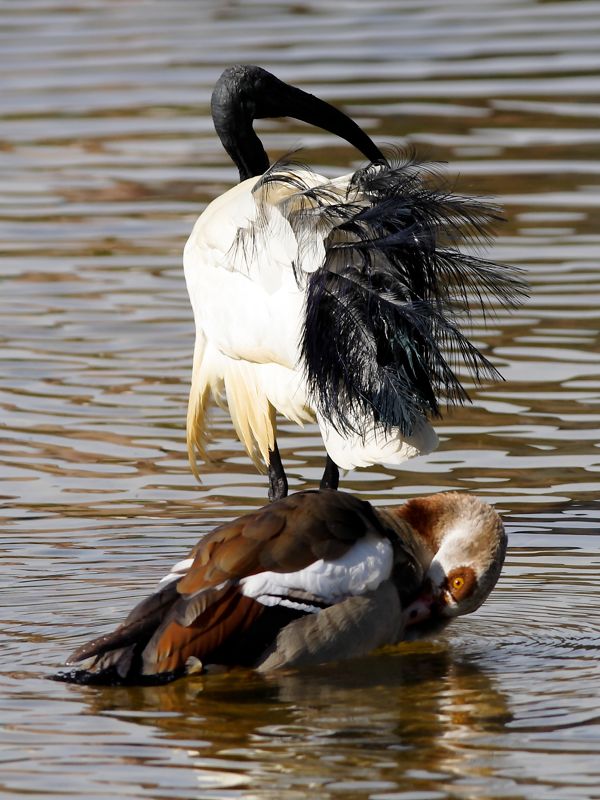 African Sacred Ibis and Egyptian Goose