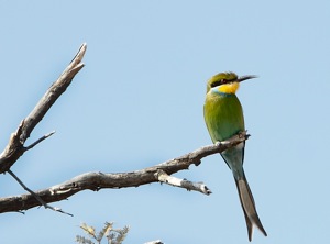 Swallow-tailed Bee-eater 