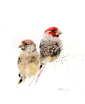 Red-Headed Finch pair