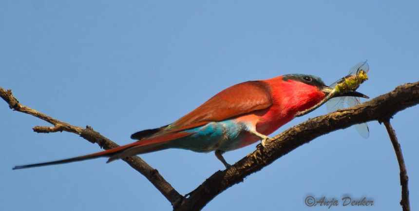 Southern Carmine Bee-eater, with dragonfly catch, Caprivi