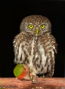 Pearl-spotted owlet with rosy-faced lovebird catch