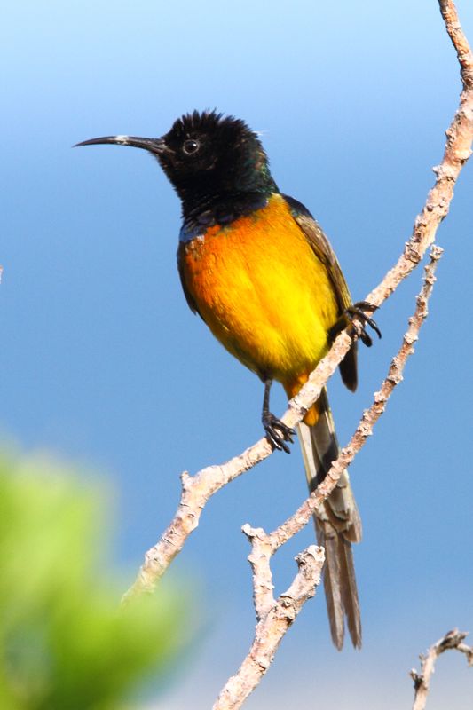 Orange-breasted Sunbird