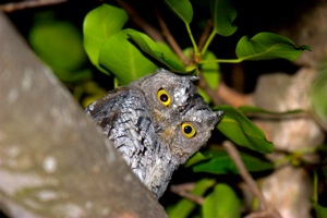 African Scops-Owl 