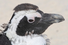 African Penguin molting 