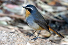 Cape Robin-Chat