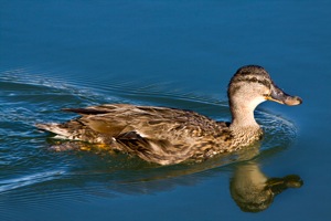 Yellow-billed Duck female