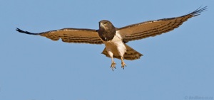 Black-chested Snake-Eagle