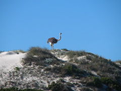 Ostrich on a dune