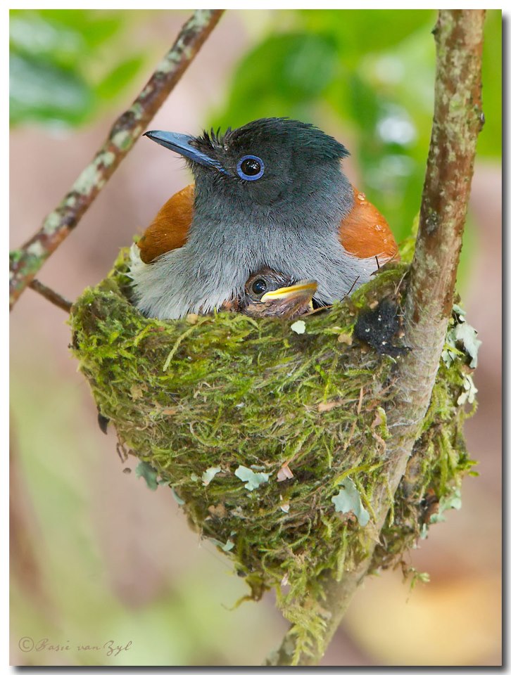 African Paradise-Flycatcher with nest