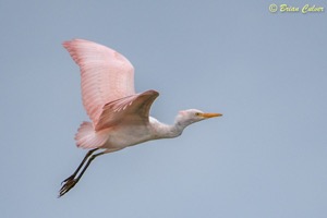 Western Cattle Egret (very rare pink form)