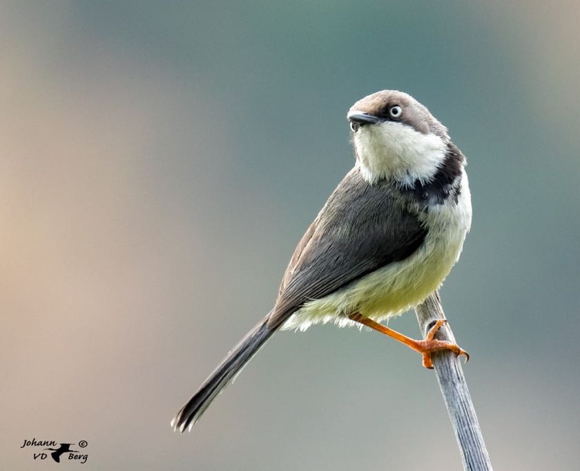 Bar-throated Apalis of the griseopygia race