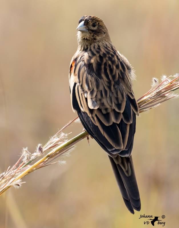 Long-tailed Widowbird non breeding male