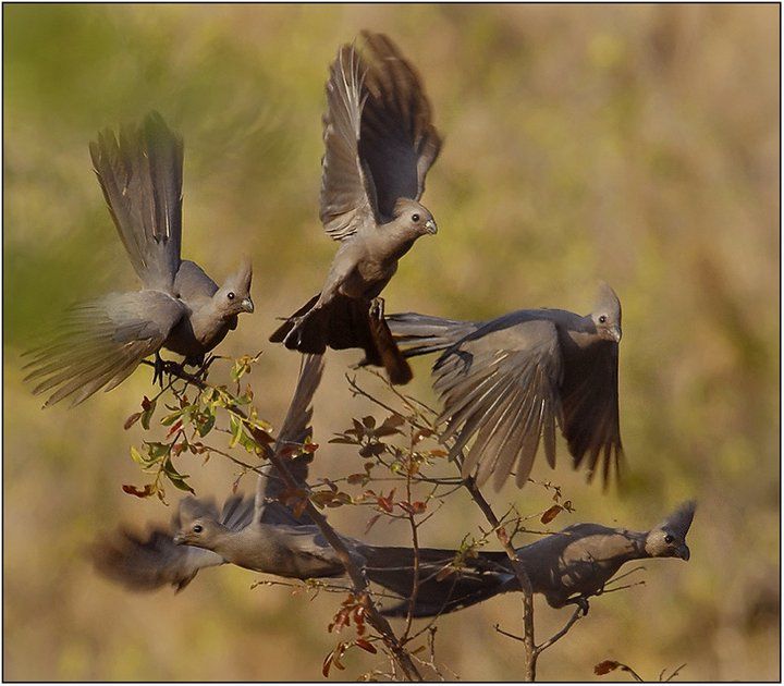 A flock of Grey Go-away-birds