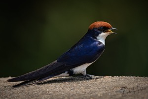 Wire-tailed Swallow 394