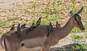 Red-billed Oxpeckers 446