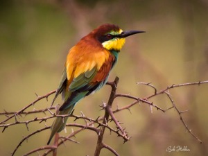 European Bee-eater Mkhuze