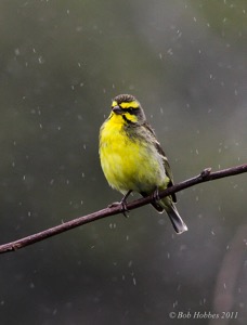 Yellow-fronted Canary [in the rain] Mgazana