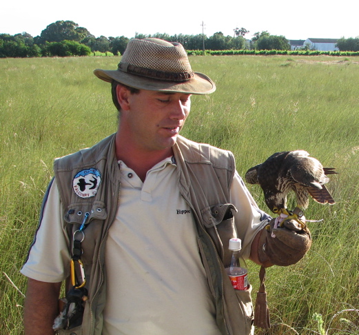 Hank Chalmers with young Peregrine Falcon
