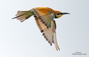 Euro-Bee-eater